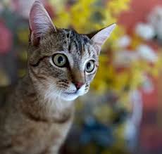 The Ultimate Guide to Abyssinian Cat Adoption in Ventura County, CA