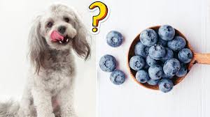 Can Dogs Eat Blueberries? Benefits, Risks, and Everything You Need to Know